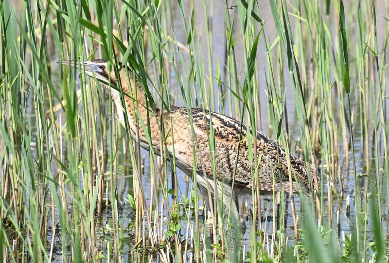 Bittern