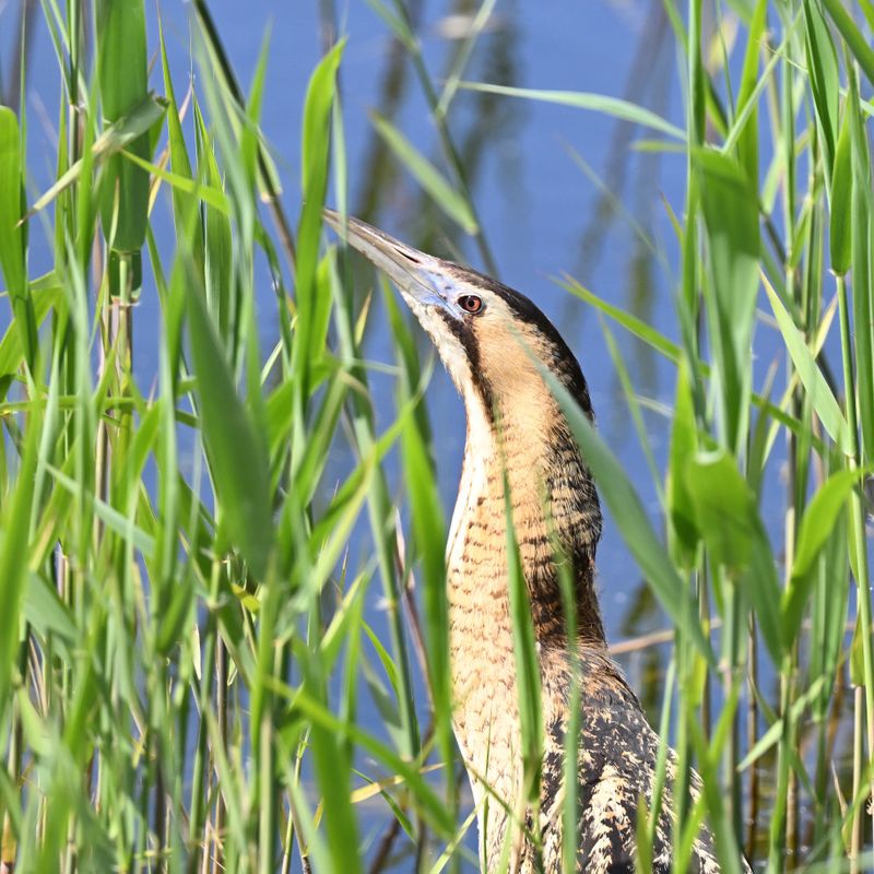 Bittern