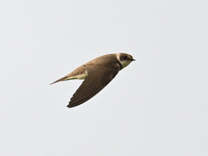 Sand Martin