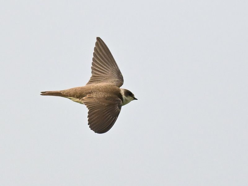 Sand Martin