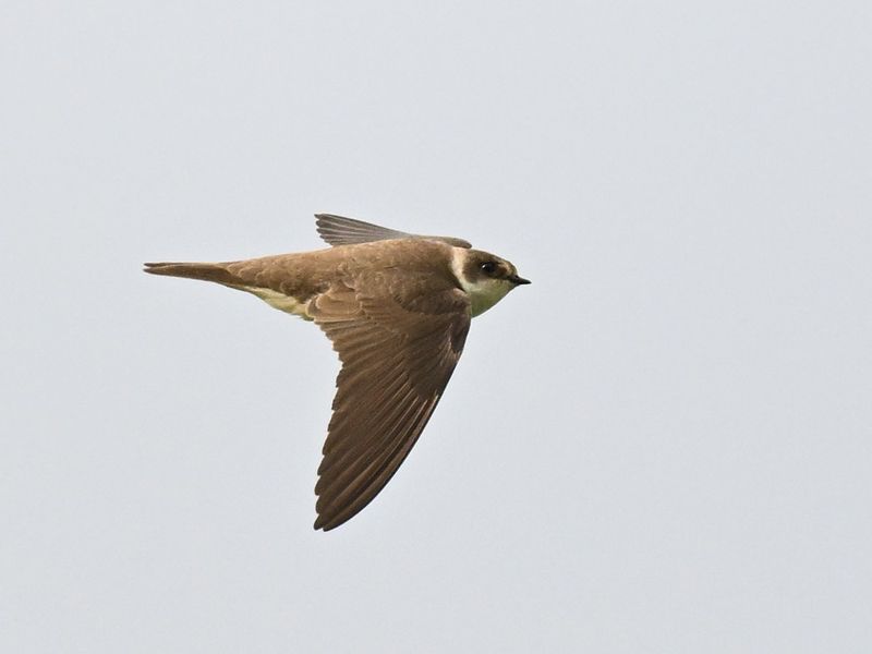 Sand Martins