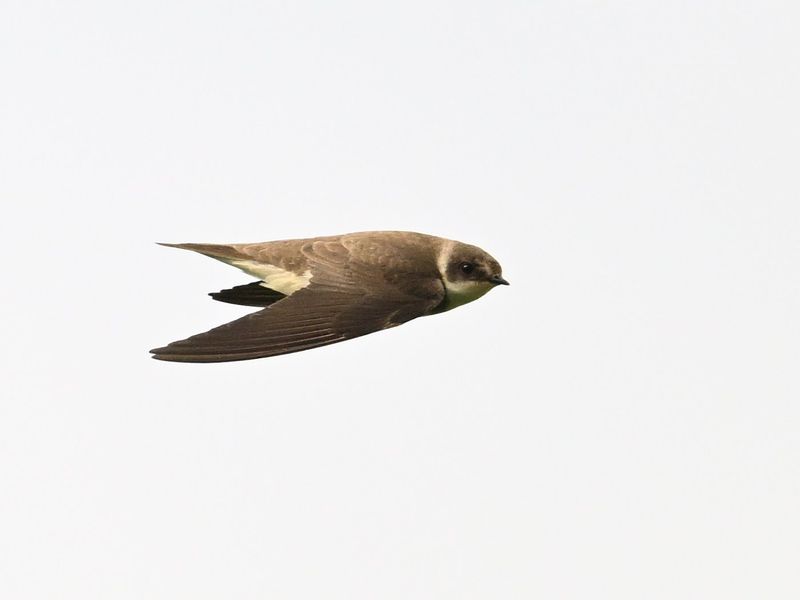 Sand Martin