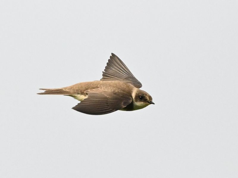 Sand Martin
