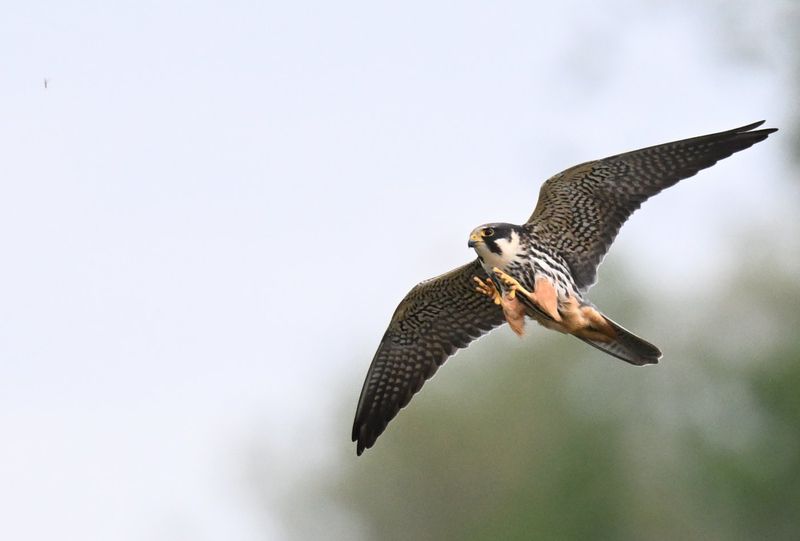 Hobby catching flies