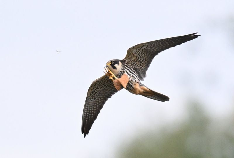 Hobby
