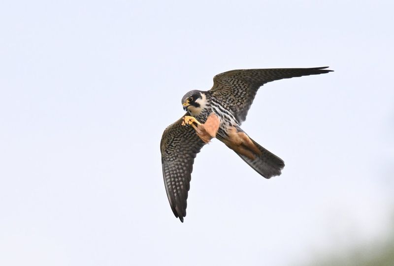 Hobby