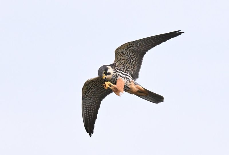 Hobby