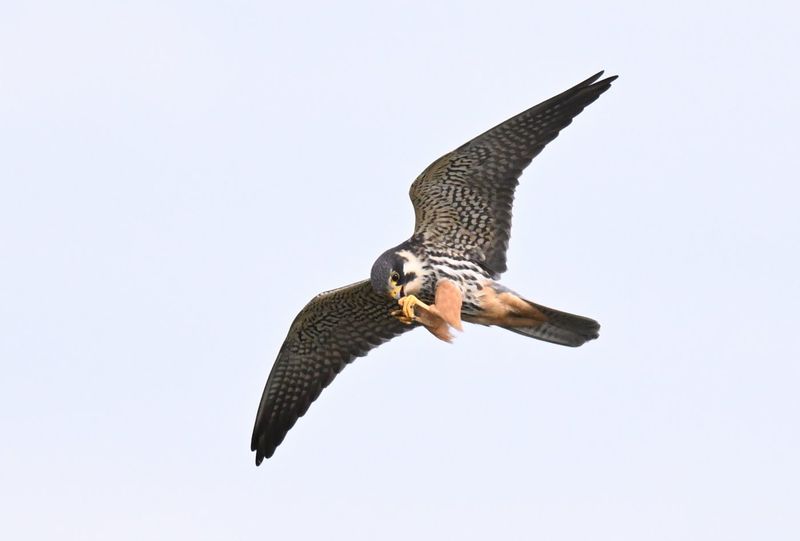 Hobby