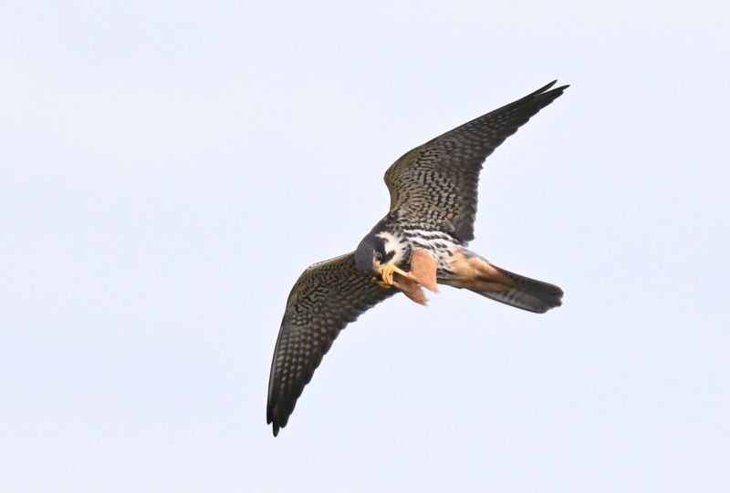 Hobby