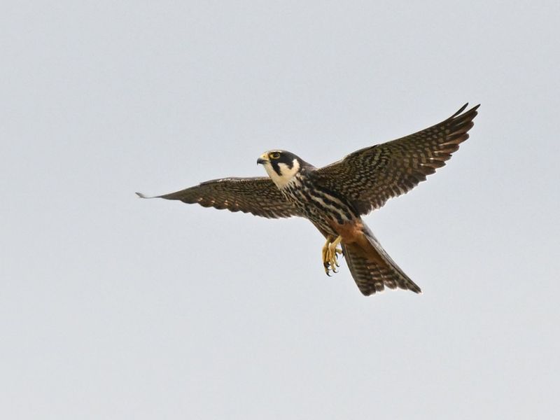 Hobby