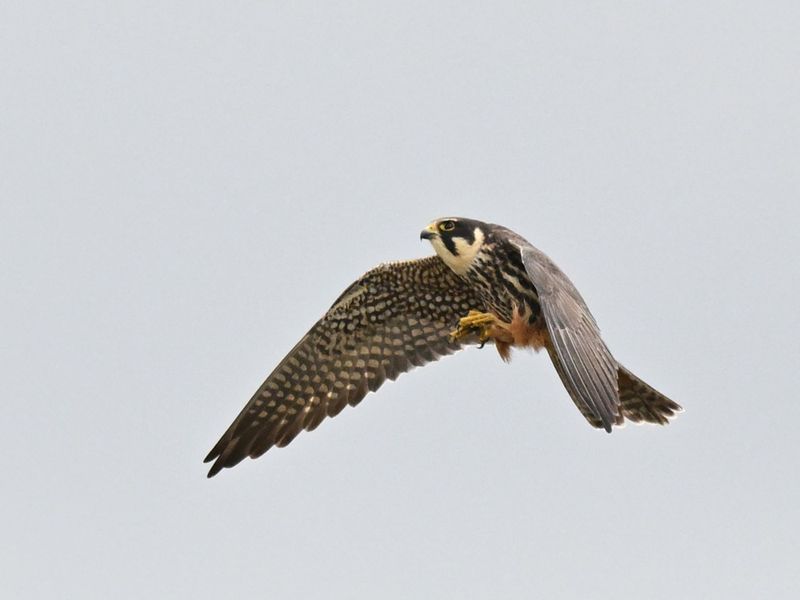 Hobby