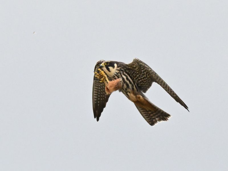 Hobby