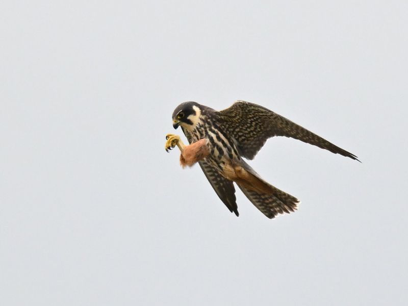 Hobby
