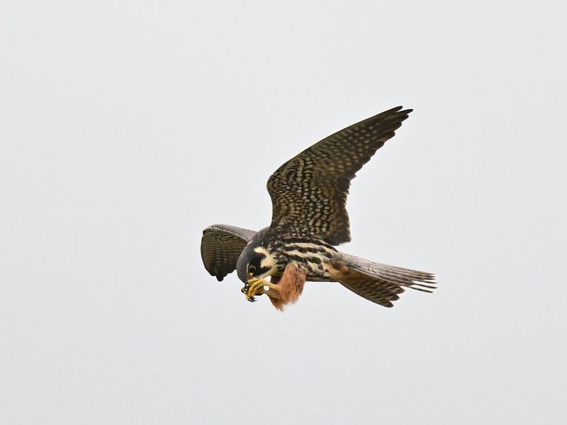 Hobby