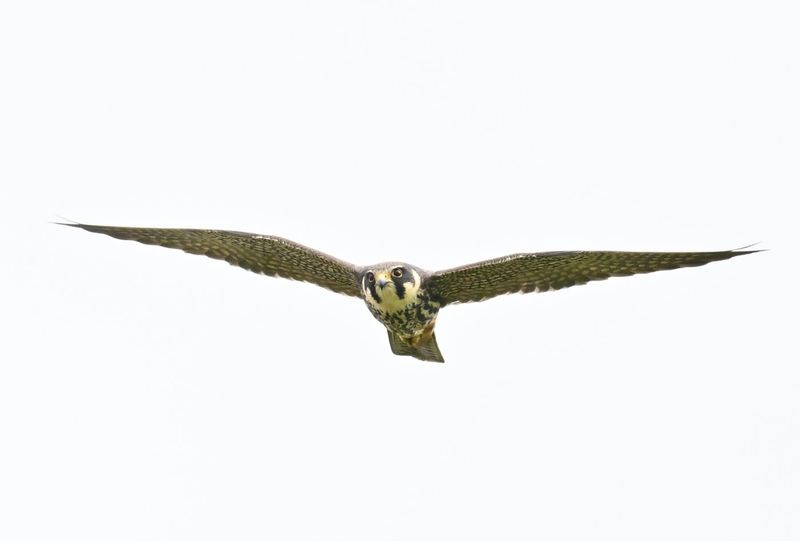 Hobby
