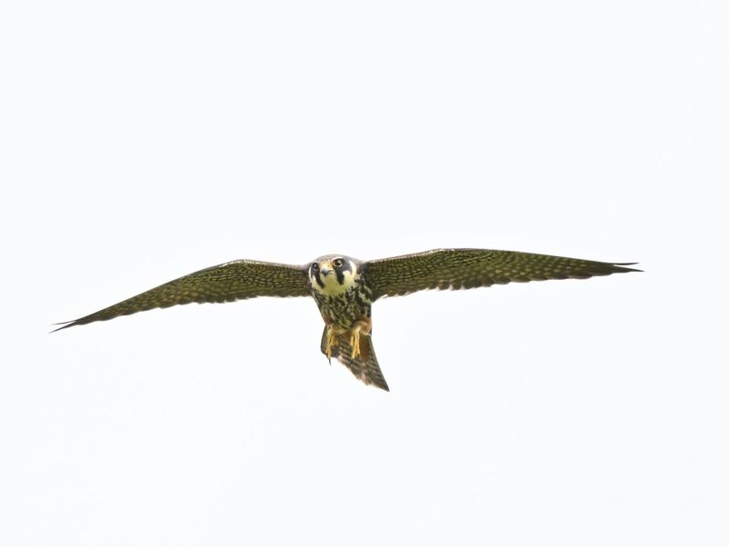 Hobby