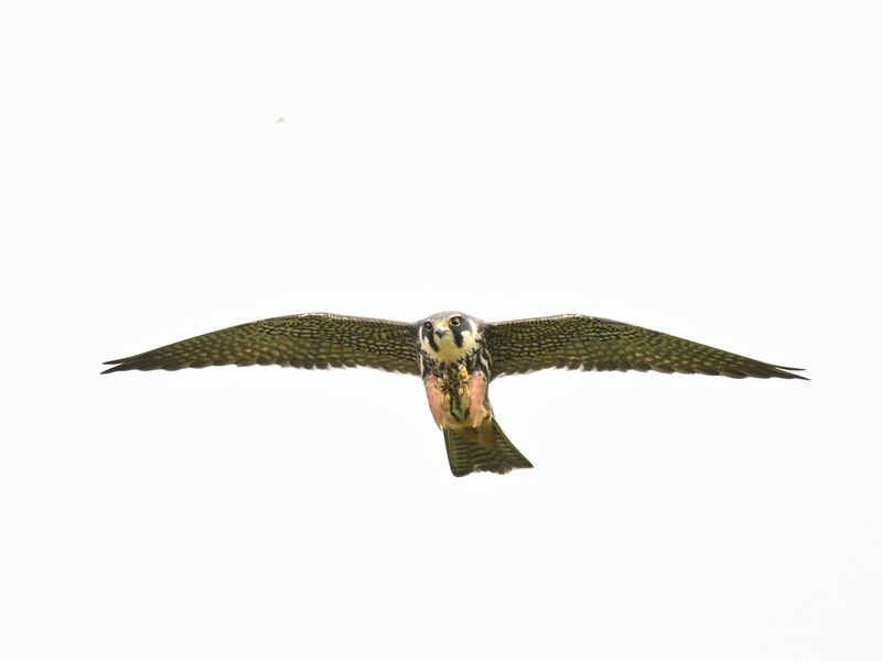 Hobby