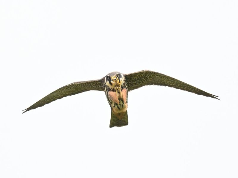 Hobby