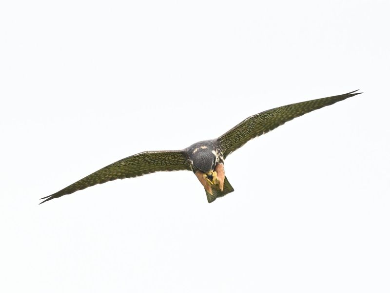 Hobby
