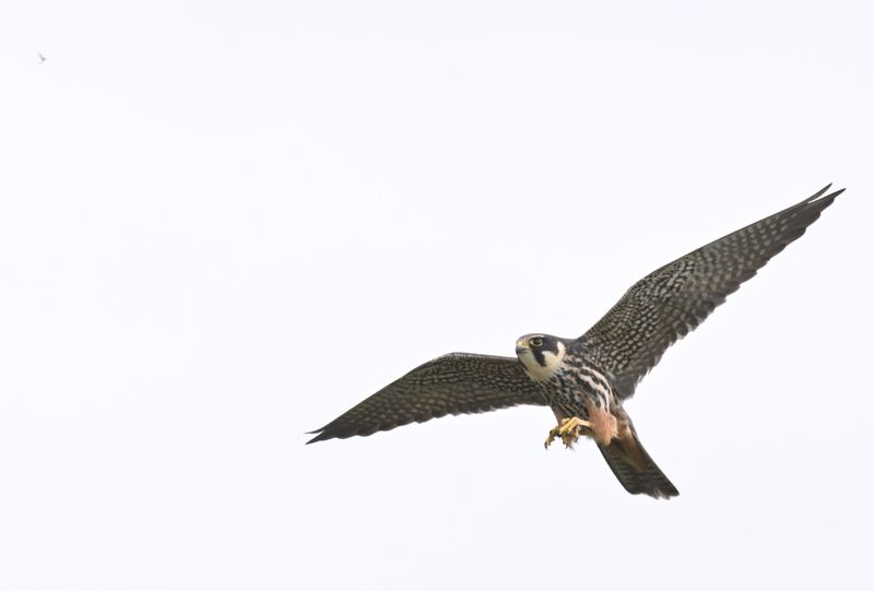 Hobby