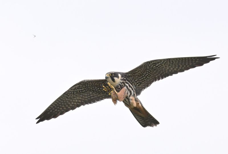 Hobby