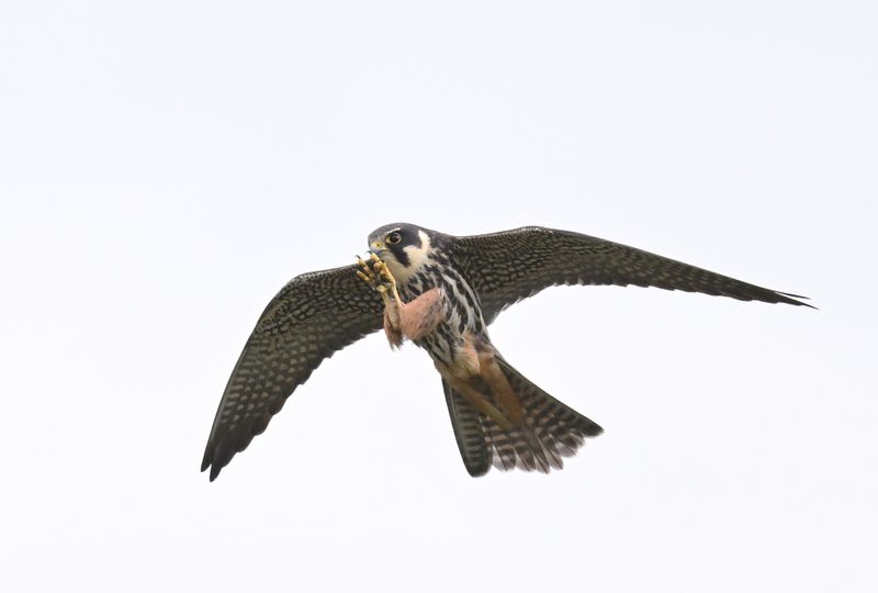 Hobby
