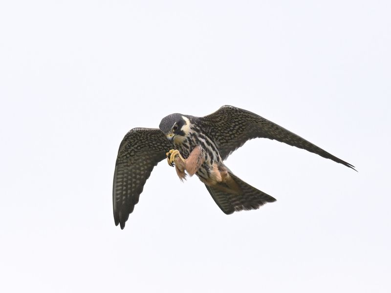 Hobby
