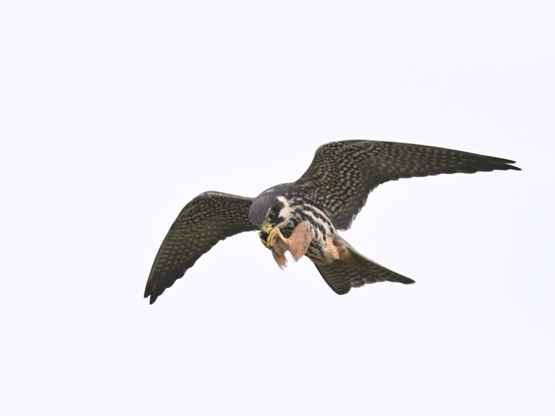 Hobby
