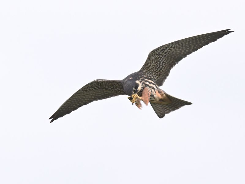 Hobby