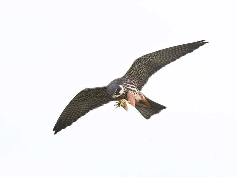 Hobby
