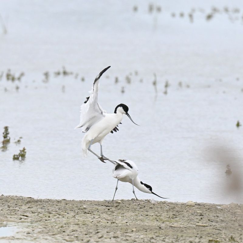 Avocet