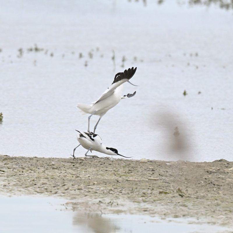 Avocet