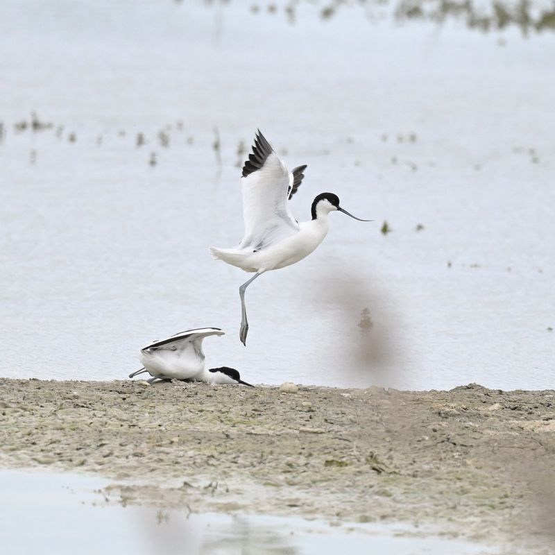 Avocet