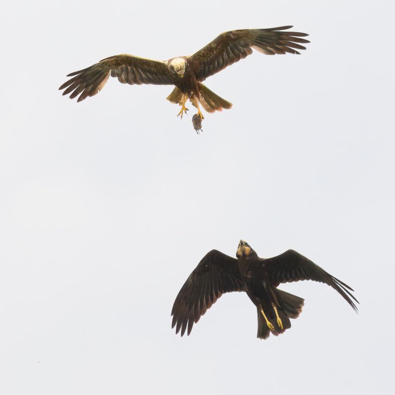 Marsh Harrier food pass