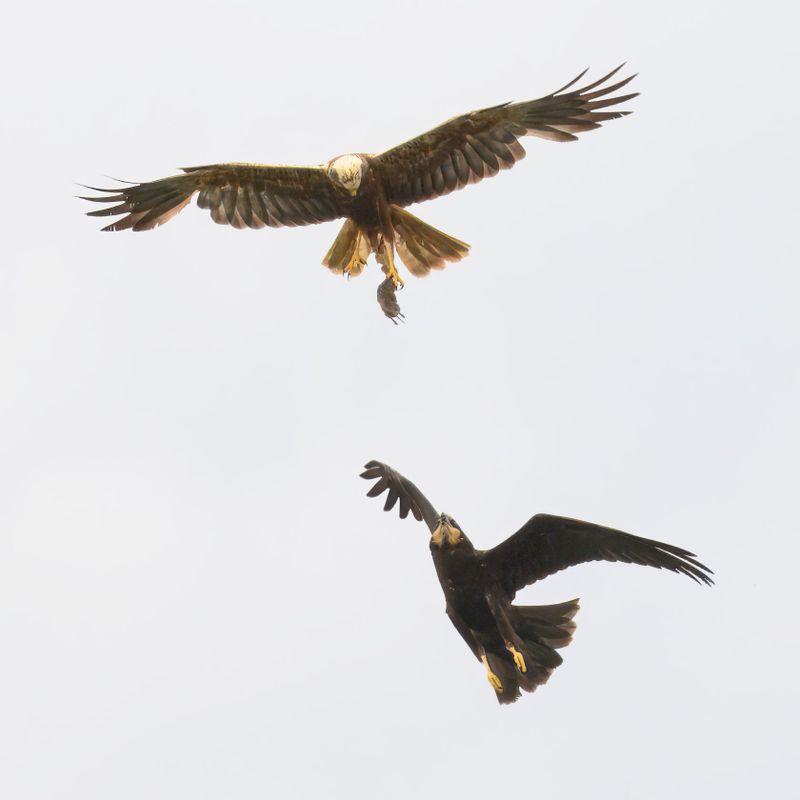 Marsh Harrier 