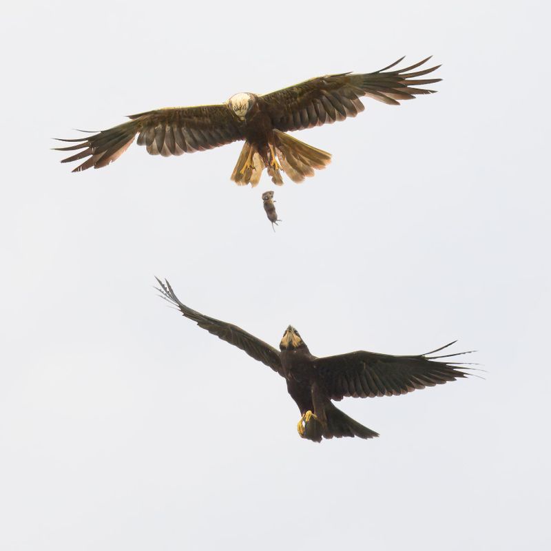 Marsh Harrier