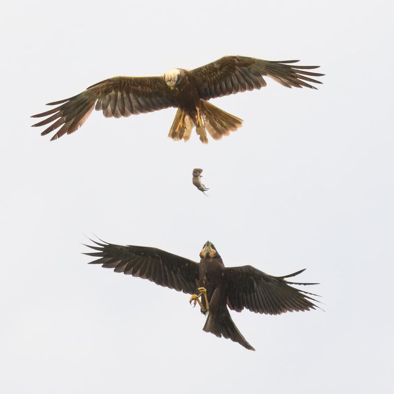 Marsh Harrier food pass