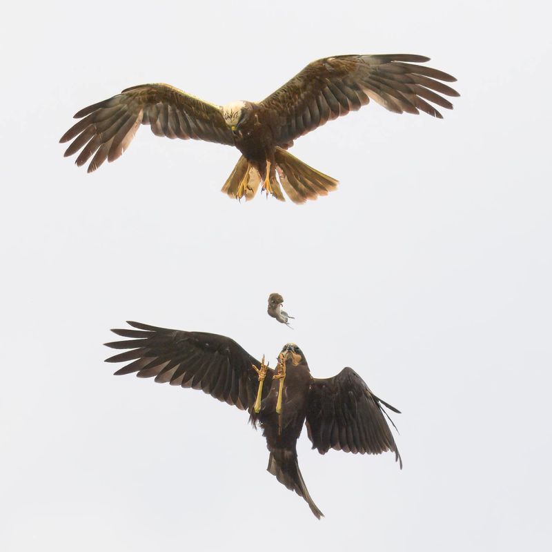 Marsh Harrier food pass