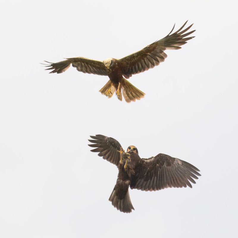 Marsh Harrier