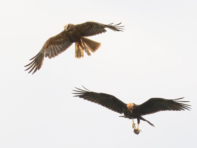 Marsh Harrier