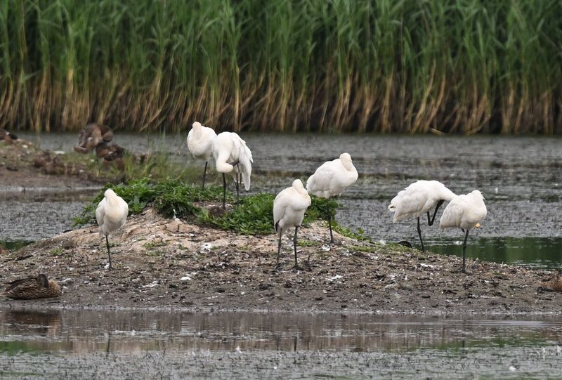 Spoonbills loafing