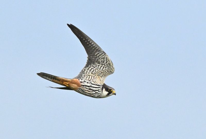 Hobby