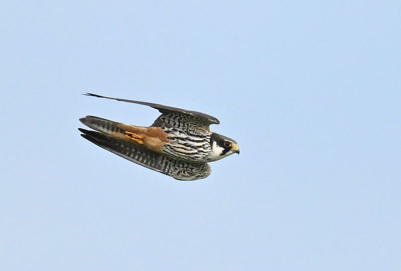 Hobby
