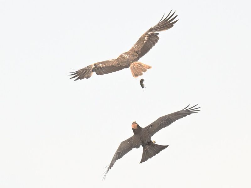 Marsh Harrier food pass