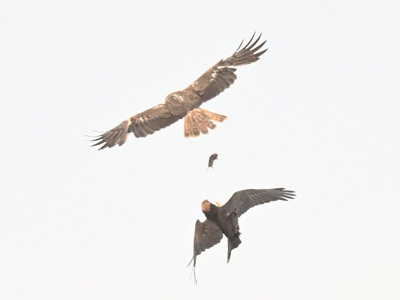 Marsh Harrier