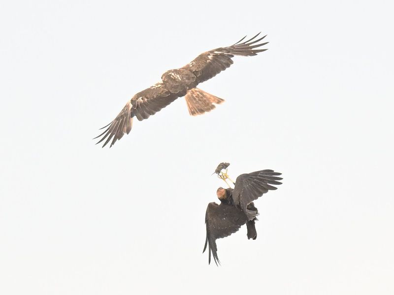 Marsh Harrier