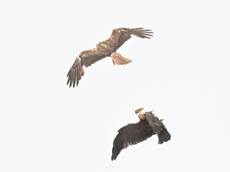 Marsh Harrier