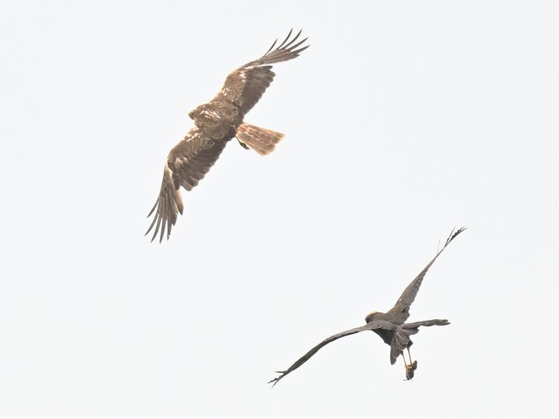 Marsh Harrier