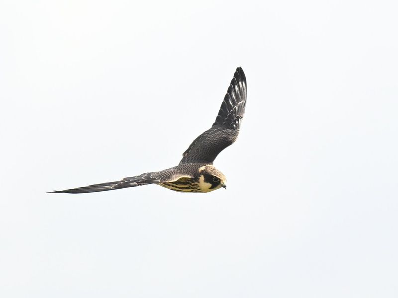 Juvenile Hobby