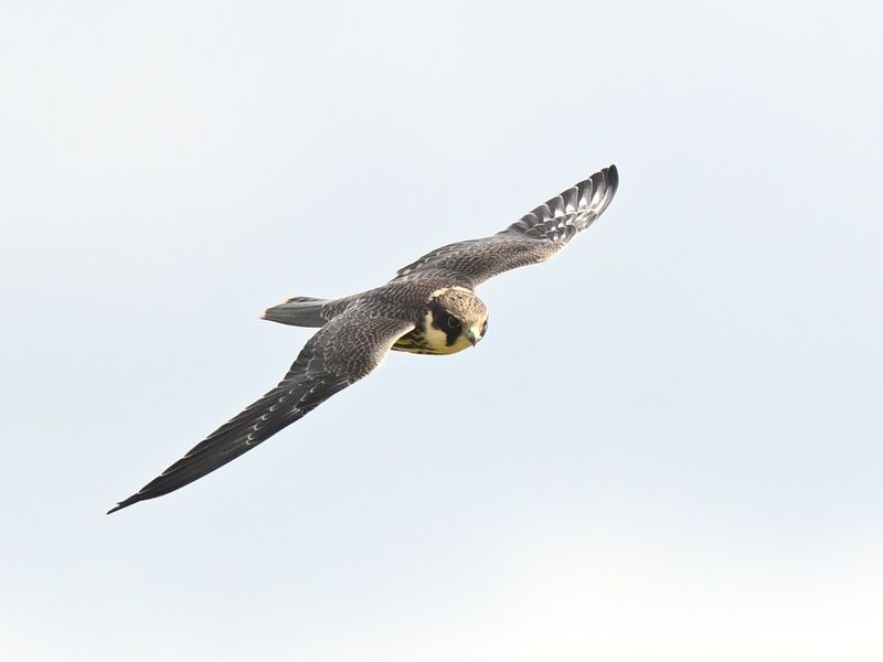 Hobby